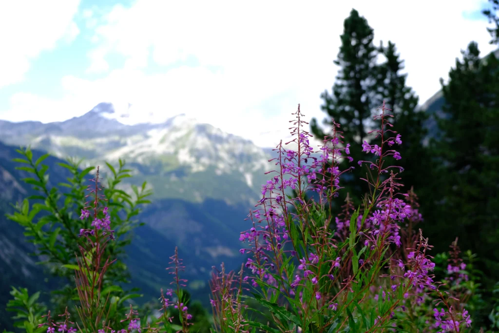 Tenet Nature Austria